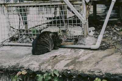 Cat relaxing in cage