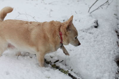 White dog navigating through snowy ground