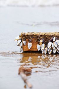 Close-up of shells on beach