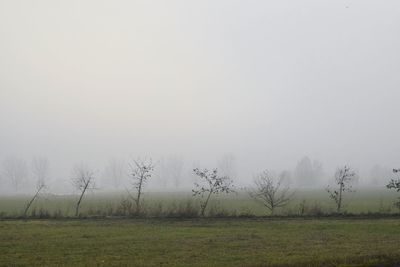 Trees on field against sky during foggy weather