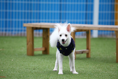 Portrait of dog on field