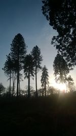 Silhouette trees in forest against sky at sunset