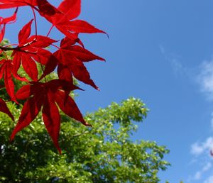 Low angle view of maple tree