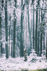 Trees in forest during winter