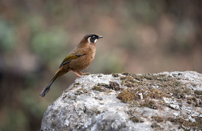 Close-up of bird perching on rock