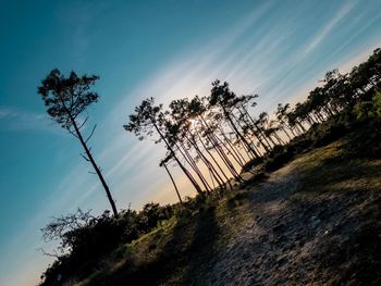 Low angle view of silhouette trees against sky