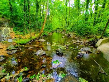Reflection of trees in water