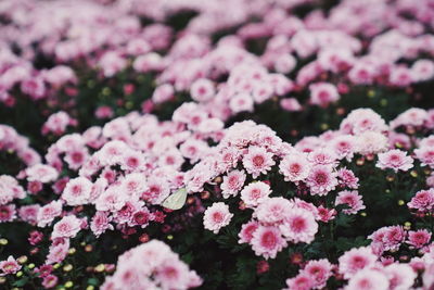 Close-up of pink flowering plants