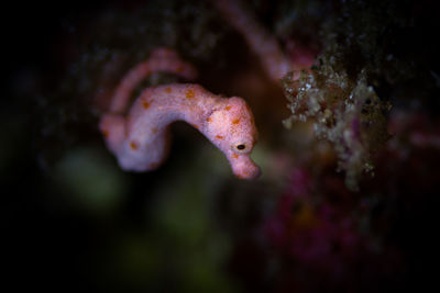 Close-up of fish swimming in sea