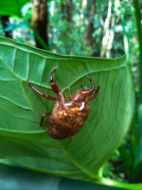 Close-up of insect on leaves