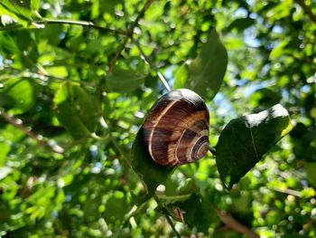 Close-up of snail on leaf