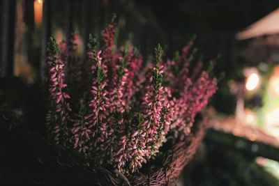 Close-up of pink flowering plant