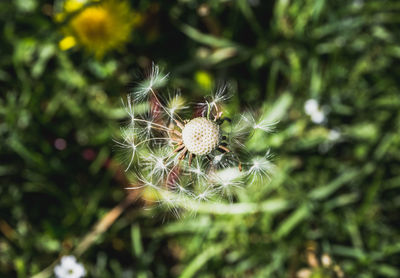 Close-up of dandelion