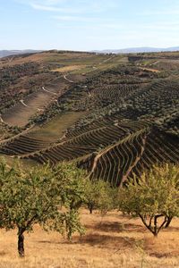 View of vineyard against sky