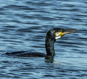 Side view of a bird in water