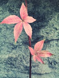 Close-up of plant