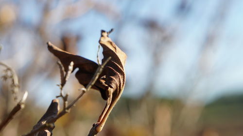 Close-up of lizard on plant