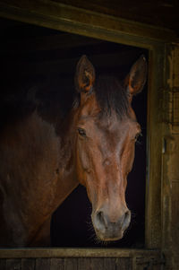 Close-up of horse in stable