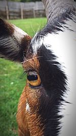 Close-up portrait of an animal