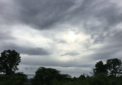 Low angle view of trees against sky