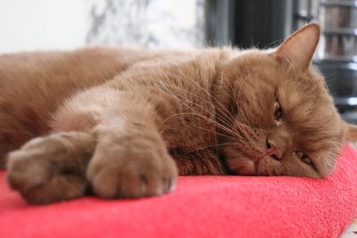 Close-up of cat resting