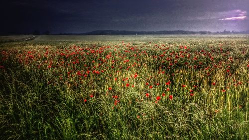 Plants growing on field against sky