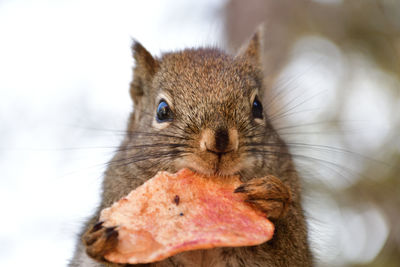 Close-up portrait of squirrel