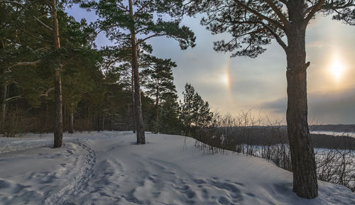 Trees on snow covered land against sky