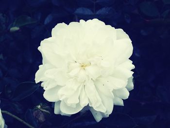 Close-up of white flowers blooming outdoors