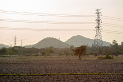 Landscape of rice farms with group of cows walking on the rice field with sunset  background