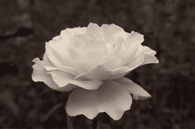 Close-up of rose