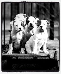 Portrait of dogs