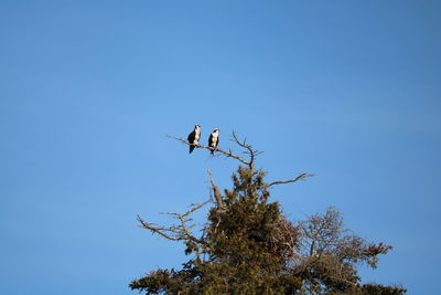 Low angle view of bird perching on tree against clear blue sky