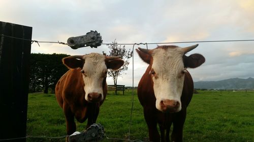 Portrait of cow standing on field against sky