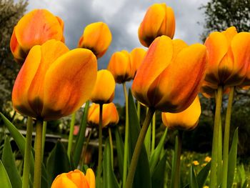 Close-up of yellow flowering plants on field