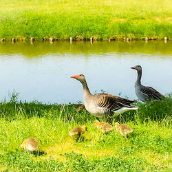 Ducks in lake