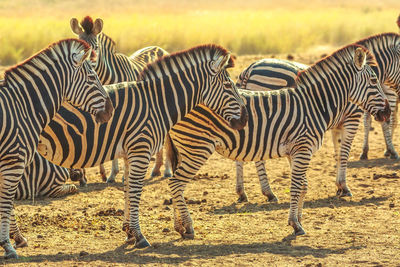 Zebras in a field