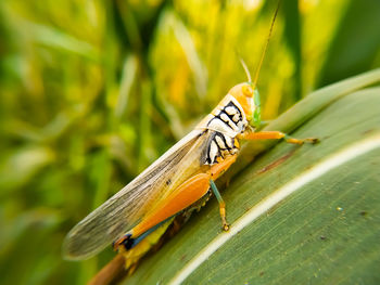 Close-up of butterfly on leaf