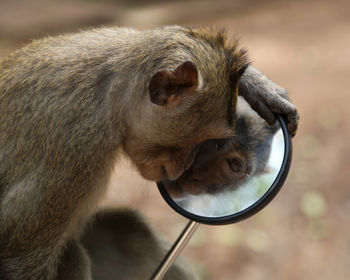 Close-up of monkey looking in side-view mirror outdoors