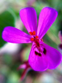 Close-up of pink flower blooming in park