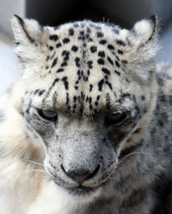 Close-up portrait of a cat