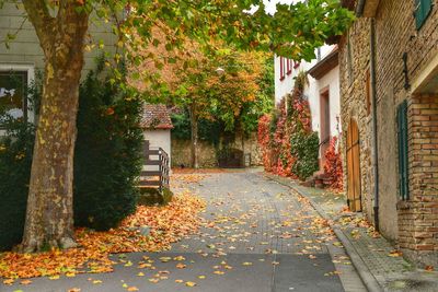 Sidewalk amidst trees and buildings in city during autumn