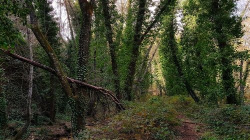 View of trees in forest