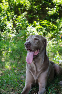 Close-up of dog sticking out tongue on grass