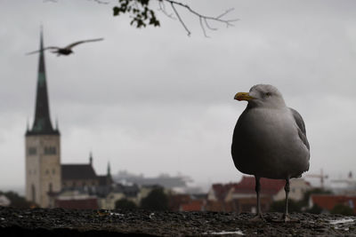 Close-up of bird perching against sky