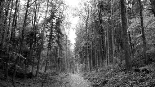 Trees in forest