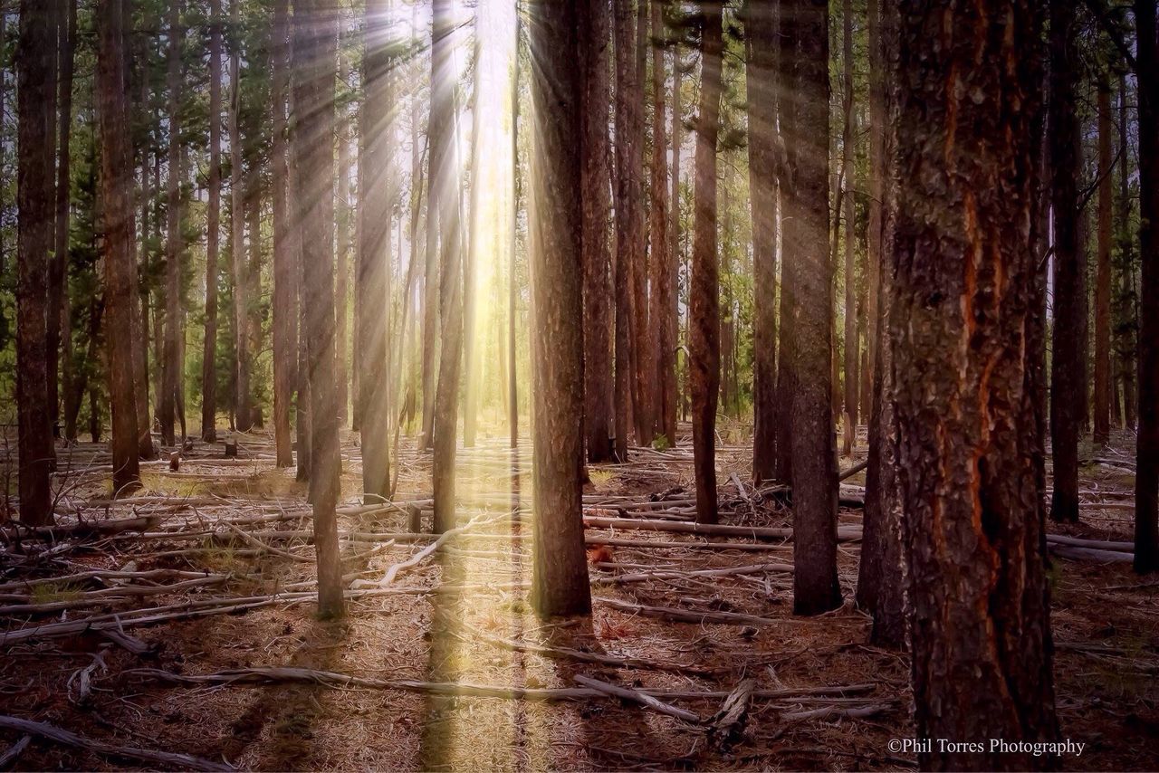 tree, tree trunk, forest, woodland, tranquility, nature, the way forward, sunlight, growth, tranquil scene, day, wood - material, outdoors, beauty in nature, no people, non-urban scene, footpath, sunbeam, shadow, scenics