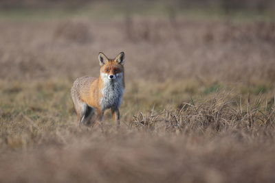 A red fox in a winter coat