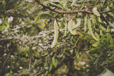 Close-up of plant