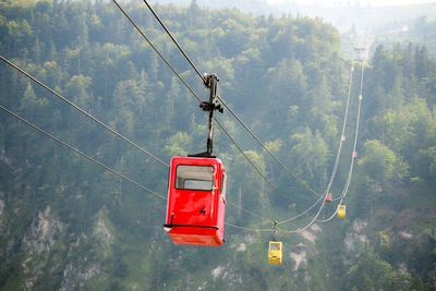 Overhead cable cars in forest